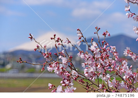 桜 桜 74875196