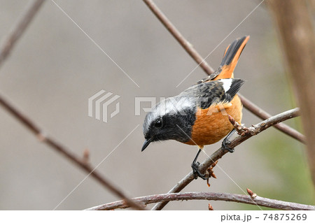 ジョウビタキ 74875269