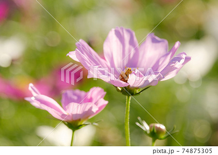 コスモス 74875305