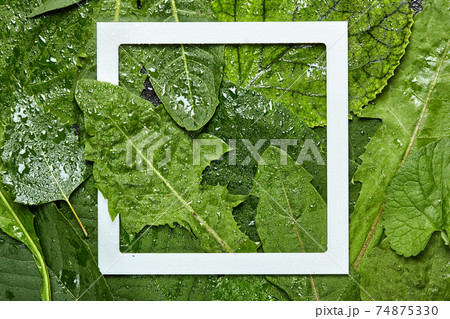 Thuja occidentalis is an evergreen coniferous tree Thuja occidentalis is an evergreen coniferous tree 74875330
