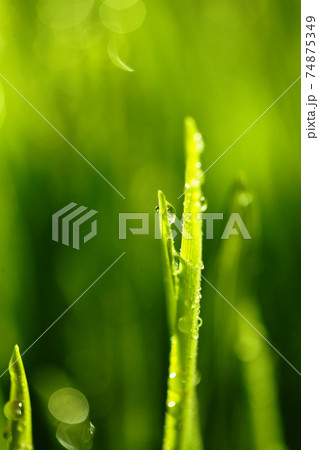 Thuja occidentalis is an evergreen coniferous tree Thuja occidentalis is an evergreen coniferous tree 74875349