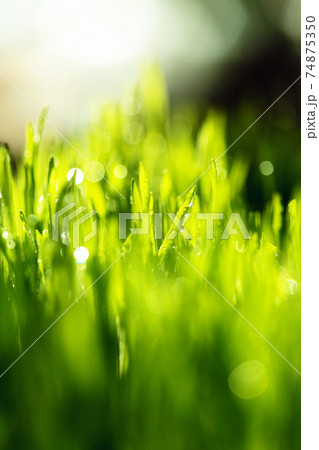 Thuja occidentalis is an evergreen coniferous tree Thuja occidentalis is an evergreen coniferous tree 74875350