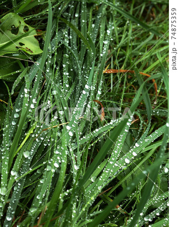 Thuja occidentalis is an evergreen coniferous tree Thuja occidentalis is an evergreen coniferous tree 74875359