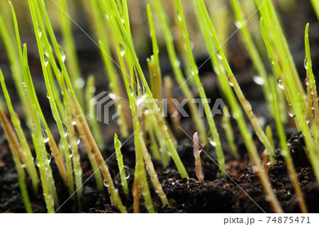 Macro of young grass with dew water drops Macro of young grass with dew water drops 74875471