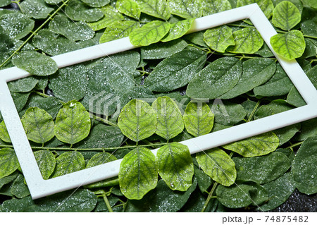 Creative layout made of wet leaves with water drops with white frame  74875482