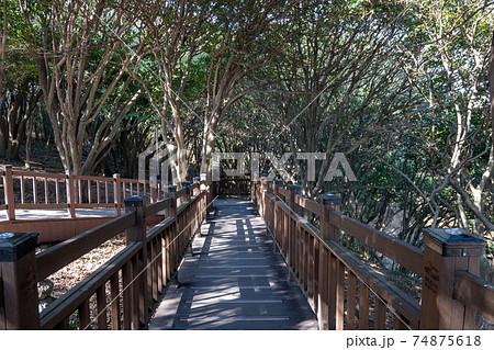 Odongdo Island Camellia forest Odongdo Island Camellia forest 74875618