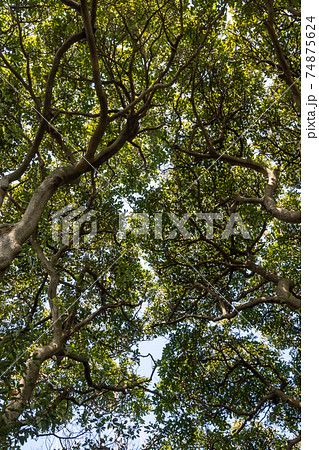 Looking up Odongdo Forest 74875624