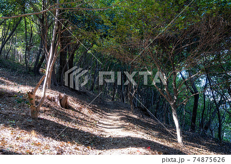 Odongdo Island Camellia forest 74875626