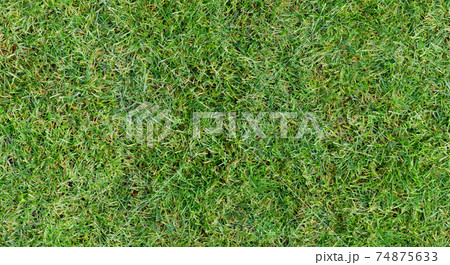 Fully seamless authentic real mown grass green background. 40 Mpix tileable both vertically and horizontally 74875633