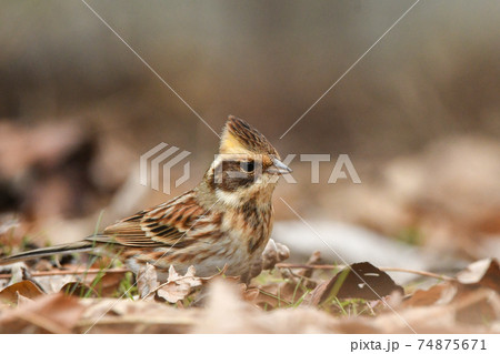 ミヤマホオジロ 74875671