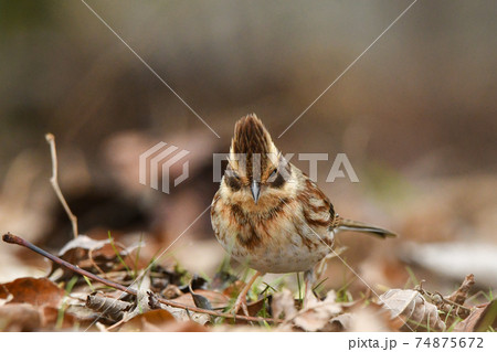 ミヤマホオジロ 74875672