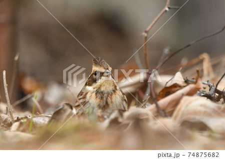 ミヤマホオジロ ミヤマホオジロ 74875682