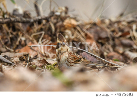 ミヤマホオジロ 74875692