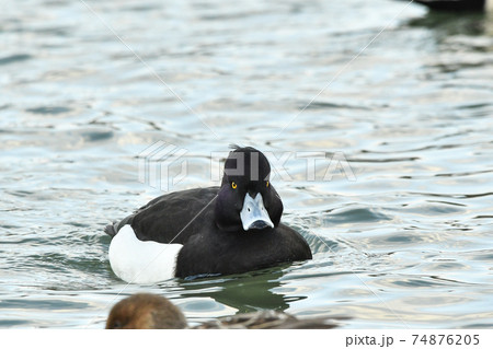 キンクロハジロ 74876205