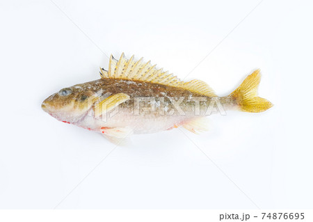 Deep frozen raw perch fish with ice pieces isolated on white background. Perca fluviatilis. Top view, closeup. 74876695