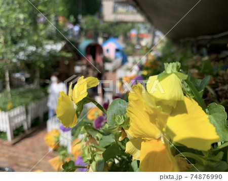 黄色い花 黄色い花 74876990