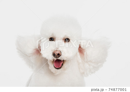Close-up portrait of white dog poodle isolated over white background. 74877001