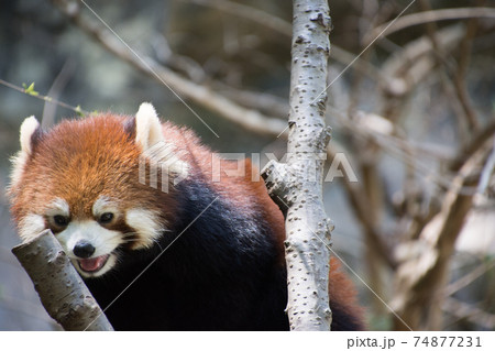 木の上のレッサーパンダ 74877231