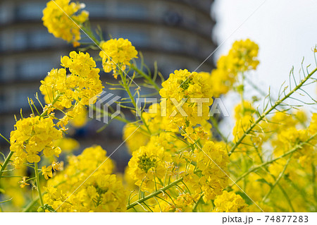 菜の花の近接撮影 菜の花の近接撮影 74877283