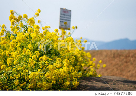 滋賀県守山市の菜の花畑 滋賀県守山市の菜の花畑 74877286