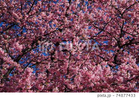 神奈川県三浦海岸の河津桜並木 神奈川県三浦海岸の河津桜並木 74877433