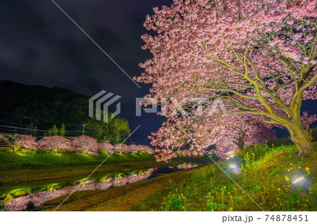 南伊豆町 河津桜 夜桜ライトアップ 南伊豆町 河津桜 夜桜ライトアップ 74878451