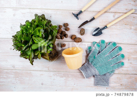 A green plant for replanting, a flower pot, expanded clay, gardening tools  74879878