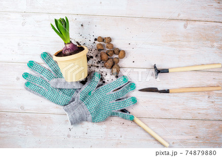 A green plant for replanting, a flower pot, expanded clay, gardening tools 74879880