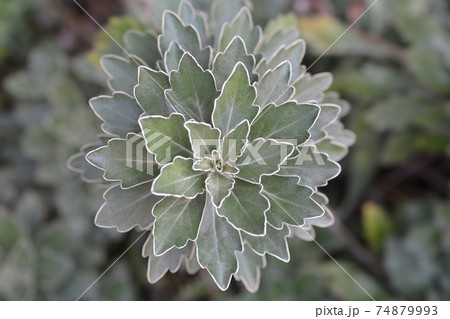 Gold and silver chrisanthemum 74879993