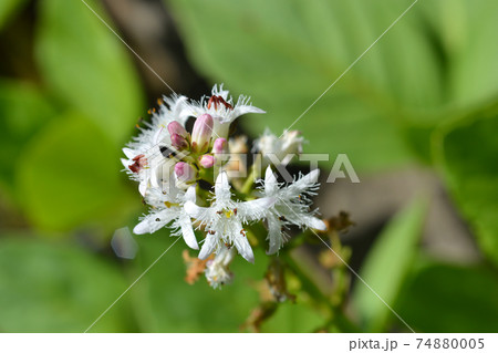 Common bogbean 74880005