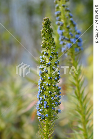 Pride of Madeira Pride of Madeira 74880030