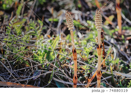 つくし つくし 74880319