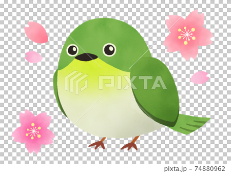 ワンポイントに!メジロと桜の水彩イラスト 主線なし ワンポイントに!メジロと桜の水彩イラスト 主線なし 74880962