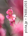 梅の花 74881003