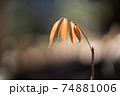 1本の小さな植物 74881006