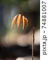 1本の小さな植物 74881007