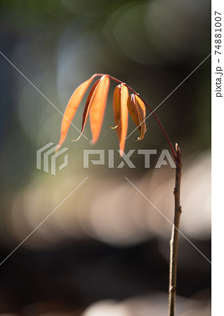 1本の小さな植物 74881007