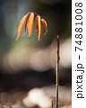 1本の小さな植物 74881008
