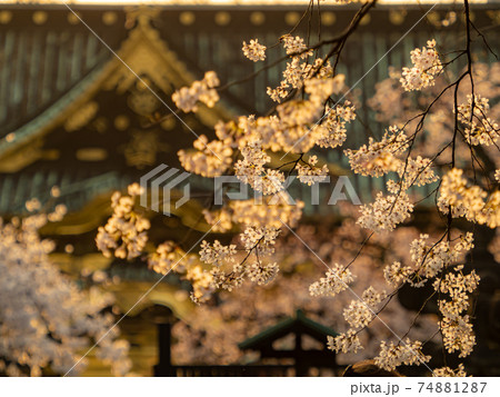 夕陽に照らされる上野東照宮の桜 4 74881287