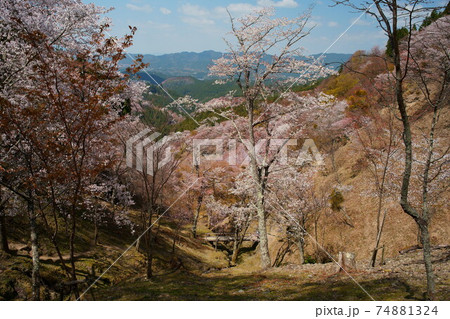 桜満開の世界遺産・吉野山(紀伊山地の霊場と参詣道) 桜満開の世界遺産・吉野山(紀伊山地の霊場と参詣道) 74881324