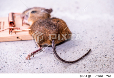 Mouse trapped in Mouse trap in the shed Mouse trapped in Mouse trap in the shed 74881798