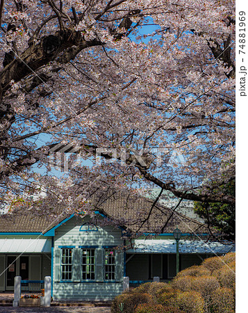 横浜山手西洋館の桜 旧山手68番館 の写真素材
