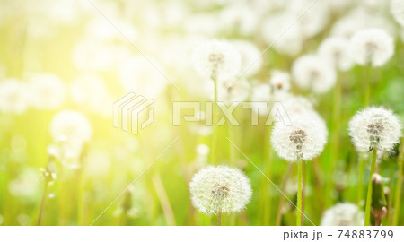 Green flower field with dandelions Green flower field with dandelions 74883799