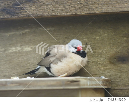 オーストラリアの鳥達　アカハシキンセイチョウ　　 74884399