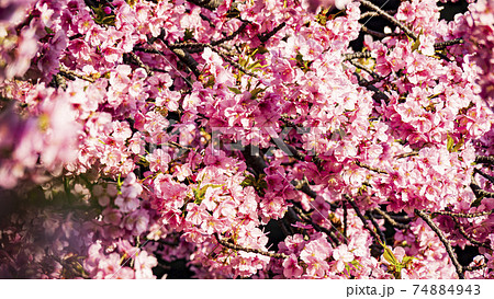 湘南三浦半島の神奈川県三浦市三浦海岸駅周辺の風物詩の河津桜 74884943