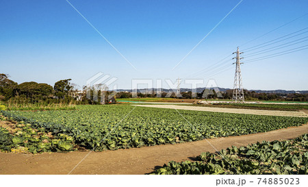 湘南三浦半島の神奈川県三浦市富士山の見える畑の春 74885023