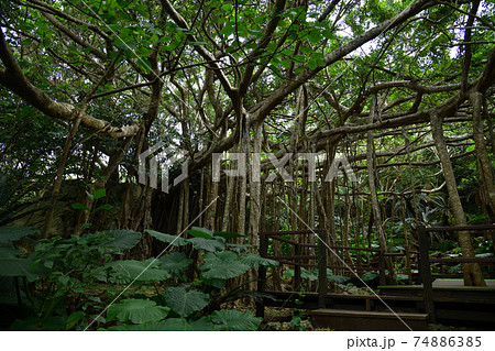 大石林山より 大石林山より 74886385