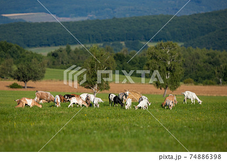 Herd of white and brown goats grazing on a green meadow in summer nature. 74886398