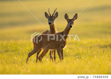 Two roe deer looking on sunny field in summer nature Two roe deer looking on sunny field in summer nature 74886409