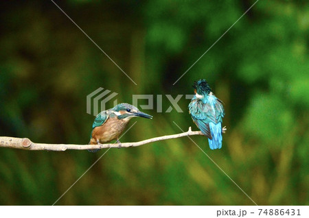 カワセミ 2羽（根川緑道･立川公園／東京都立川市） 74886431